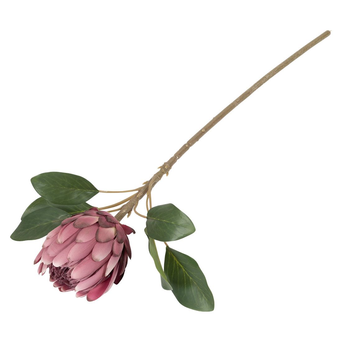 Protea blomst