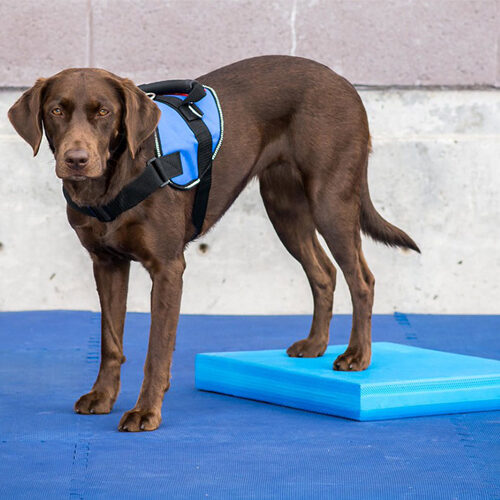 FitPAWS Balance Pad