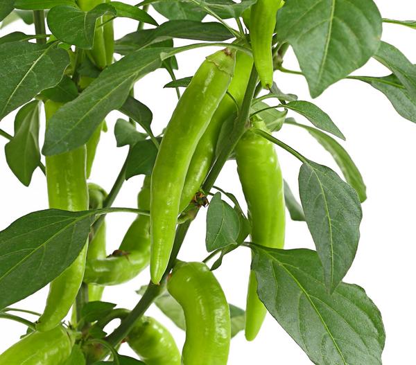 Peperoni 'Hot Fajita'