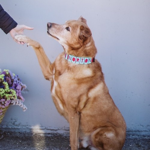 Coleira personalizada Seron para animais de estimação em nylon vermelho e turquesa