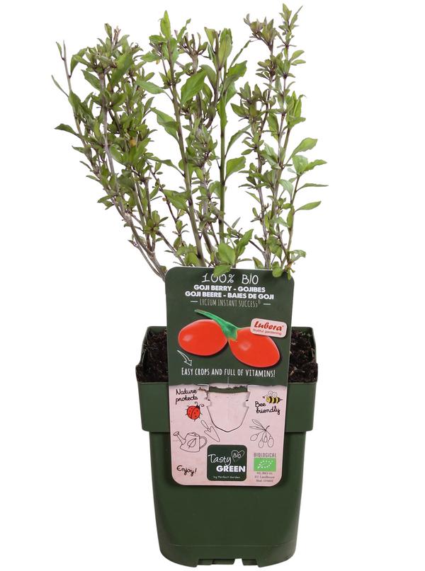 Bio Goji-Beere 'Instant Success®'