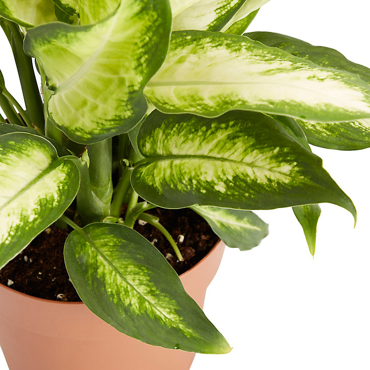 Dieffenbachia, assortiment, 17cm