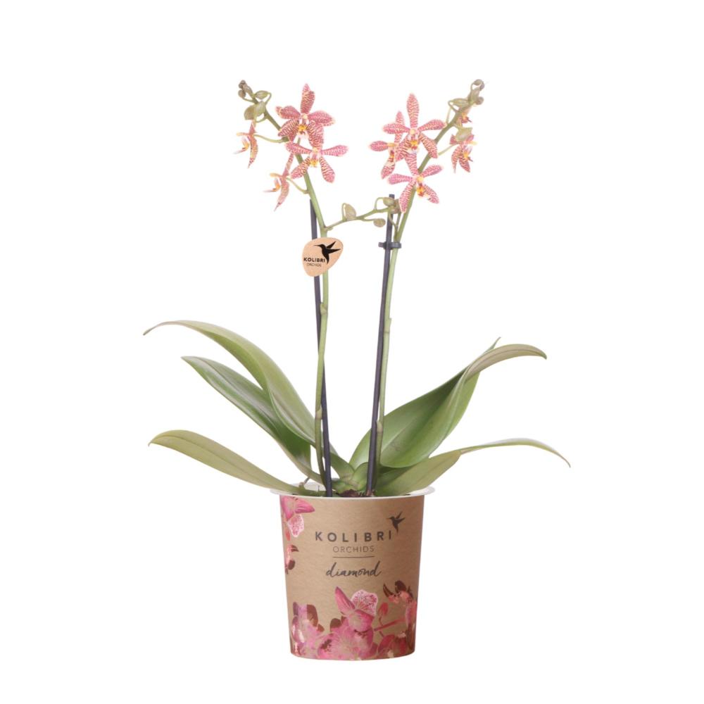 Orchidées colibri - orchidée phalaenopsis orange - araignée - taille du pot 9cm - plante d'intérieur fleurie