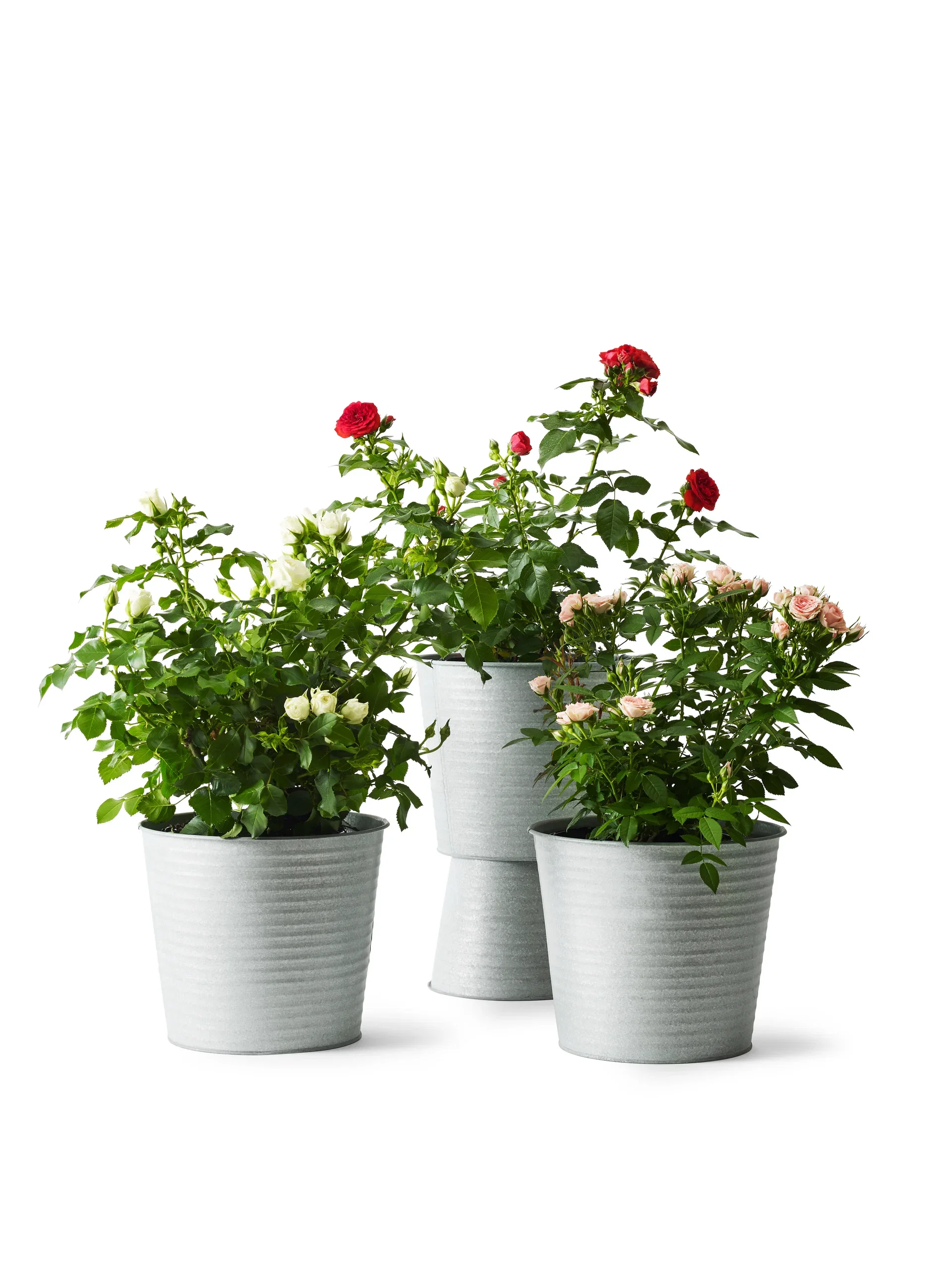 Rosa Meilove Red 4L Klaserose RED MEILOVE Ø21 cm