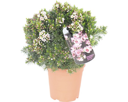 Wasbloem (Chameleucium uncinatum) H 35-45 cm Ø 17 cm pot