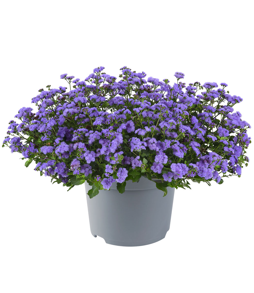 Ageratum 'Monarch Magic®'