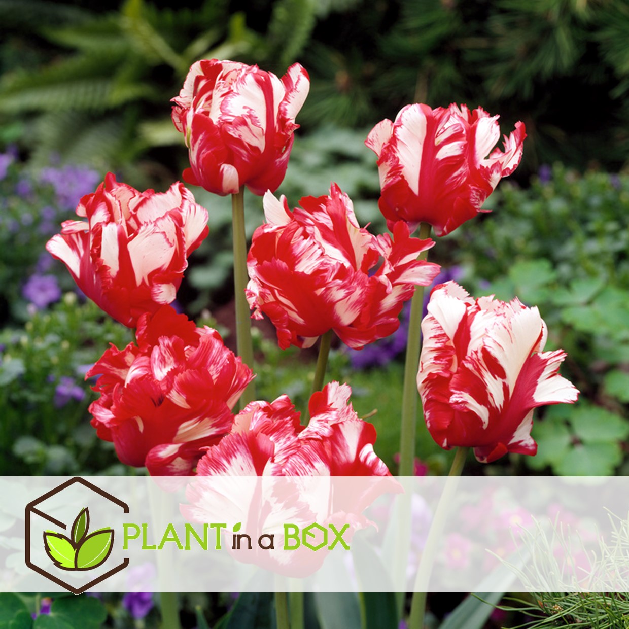 Tulipa estella rijnveld - 21x bulbes de tulipes - bulbes de fleurs résistantes