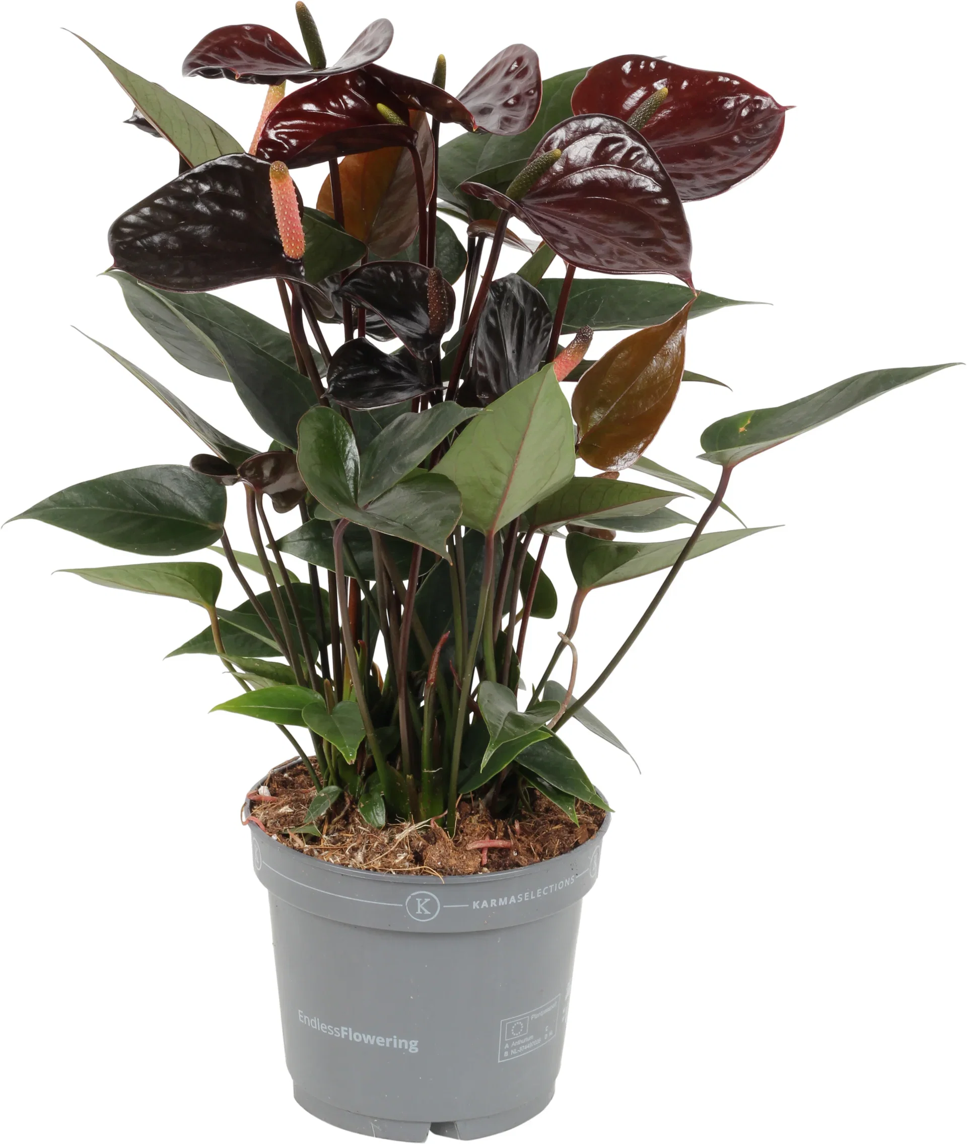 Anthurium Andraeanum Group Flamingoblomst Høyde 45 cm