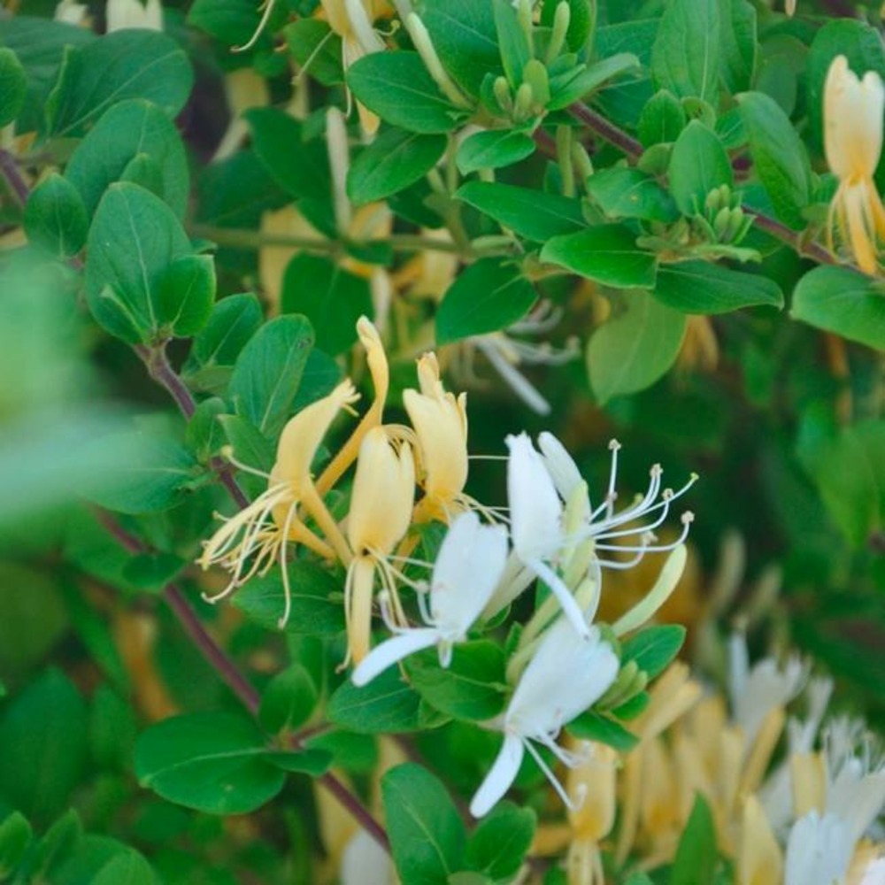 Chèvrefeuille du japon 'hall's prolific' - lonicera japonica halliana 1,5l