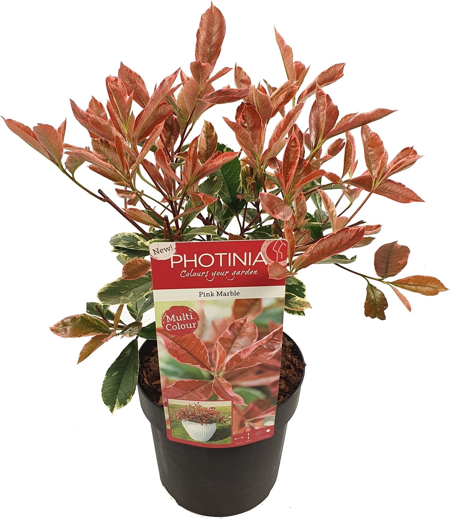Glansmispel (Photinia x fraseri 'Pink Marble') D 19 H 30 cm