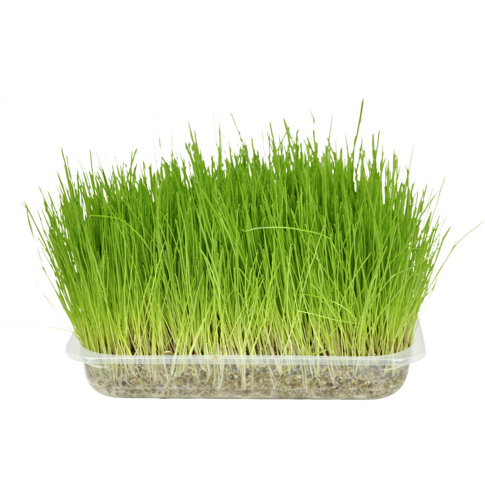 Semence herbe à chat, barquette de 140g