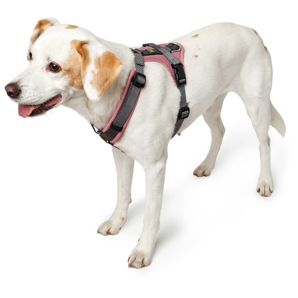 Hunter - Maldon Up - Harnais pour chien