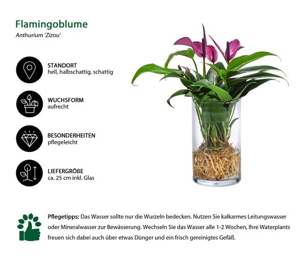 Waterplant Flamingoblume im Glas - Anthurium