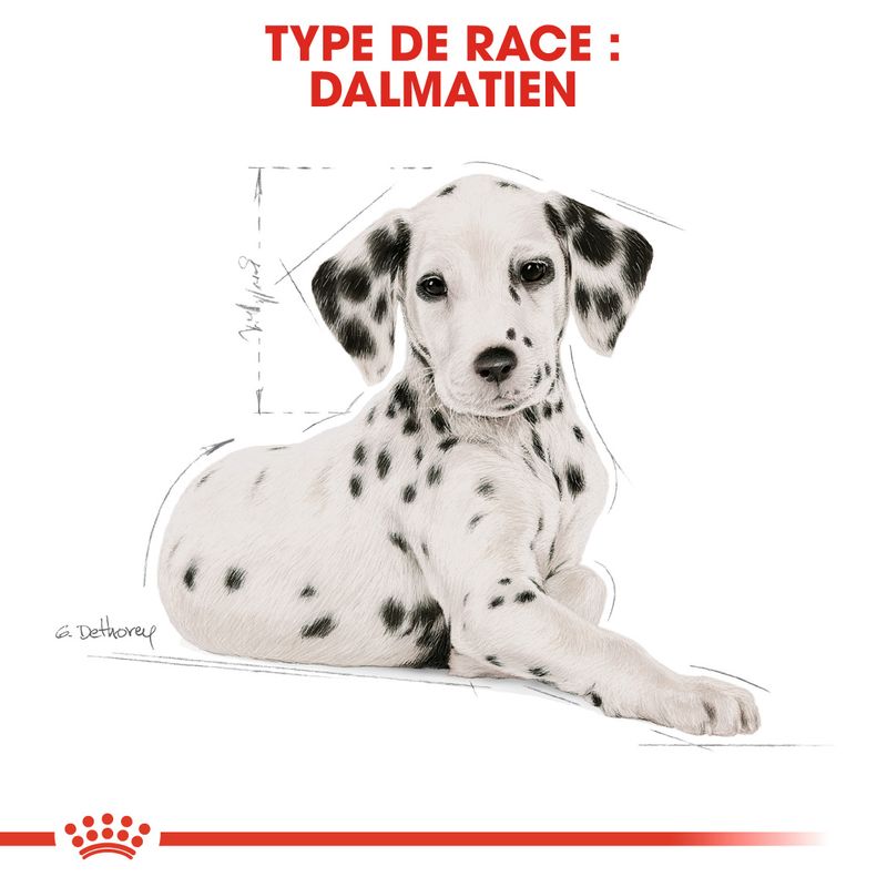 Royal Canin Dalmatien Puppy