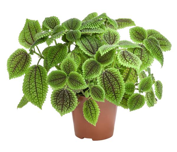 Kanonierblume - Pilea involucrata 'Moon
