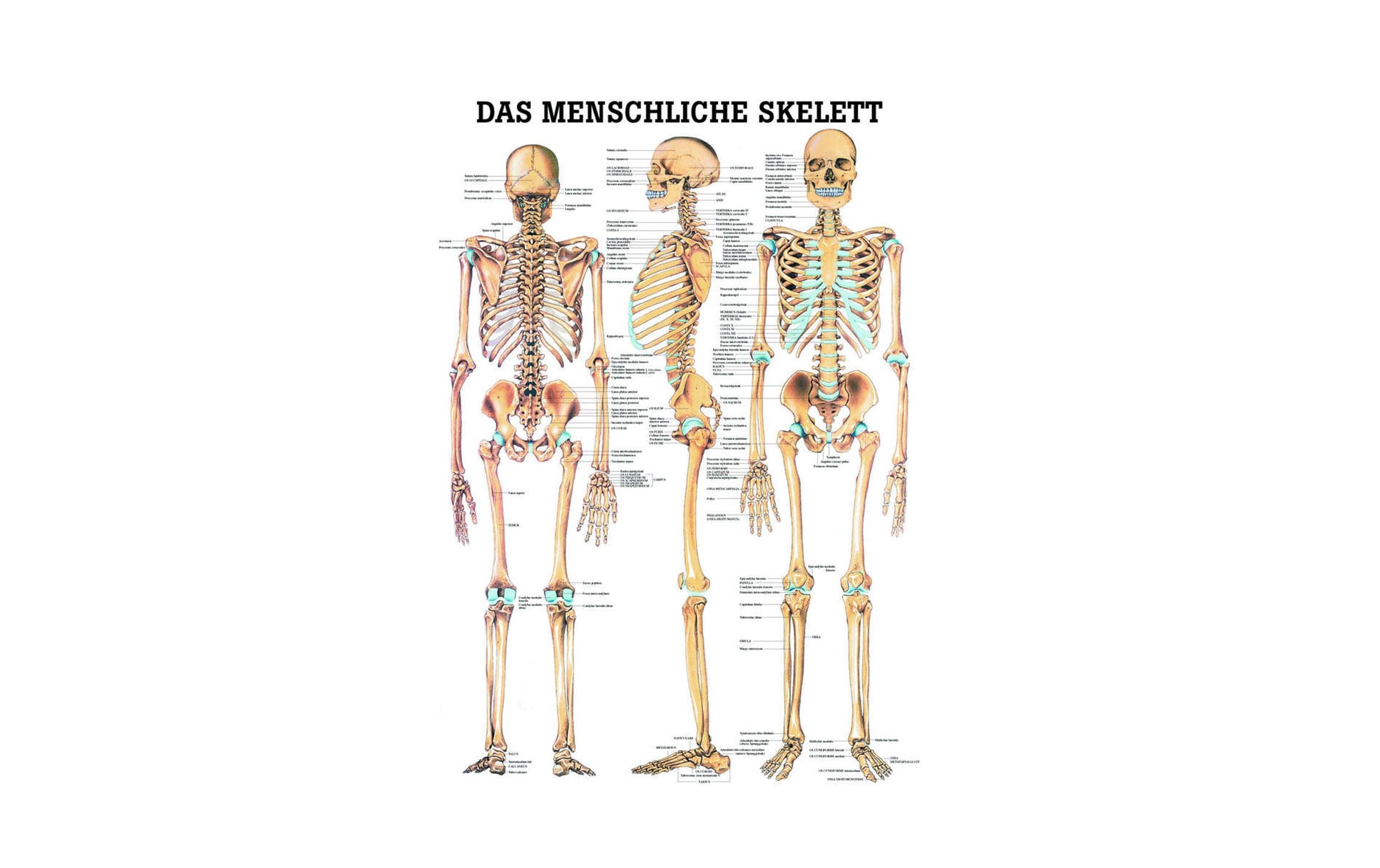 Anatomische Lehrtafel Das menschliche Skelett 70 x 100 cmAnatomisches Poster
