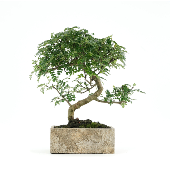 Bonsaï d'intérieur 8 ans, pot déco nature