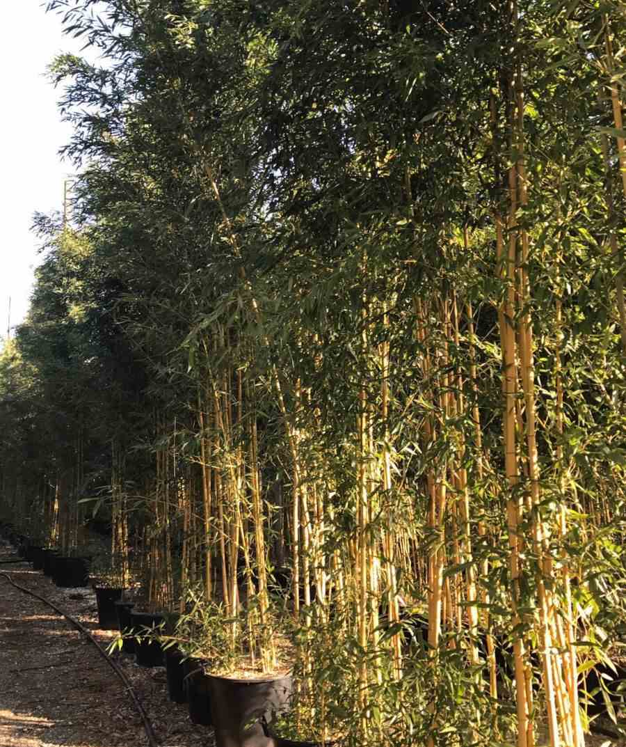 Phyllostachys aureosulcata aureocaulis taille pot de 5 litres - 120/150 cm