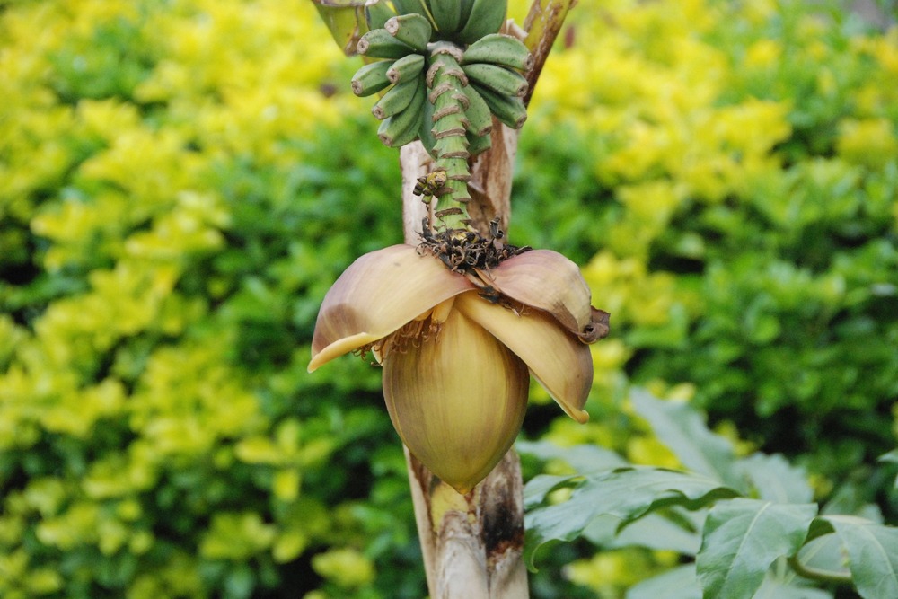 Banane plantain - 10 graines - musa x paradisiaca