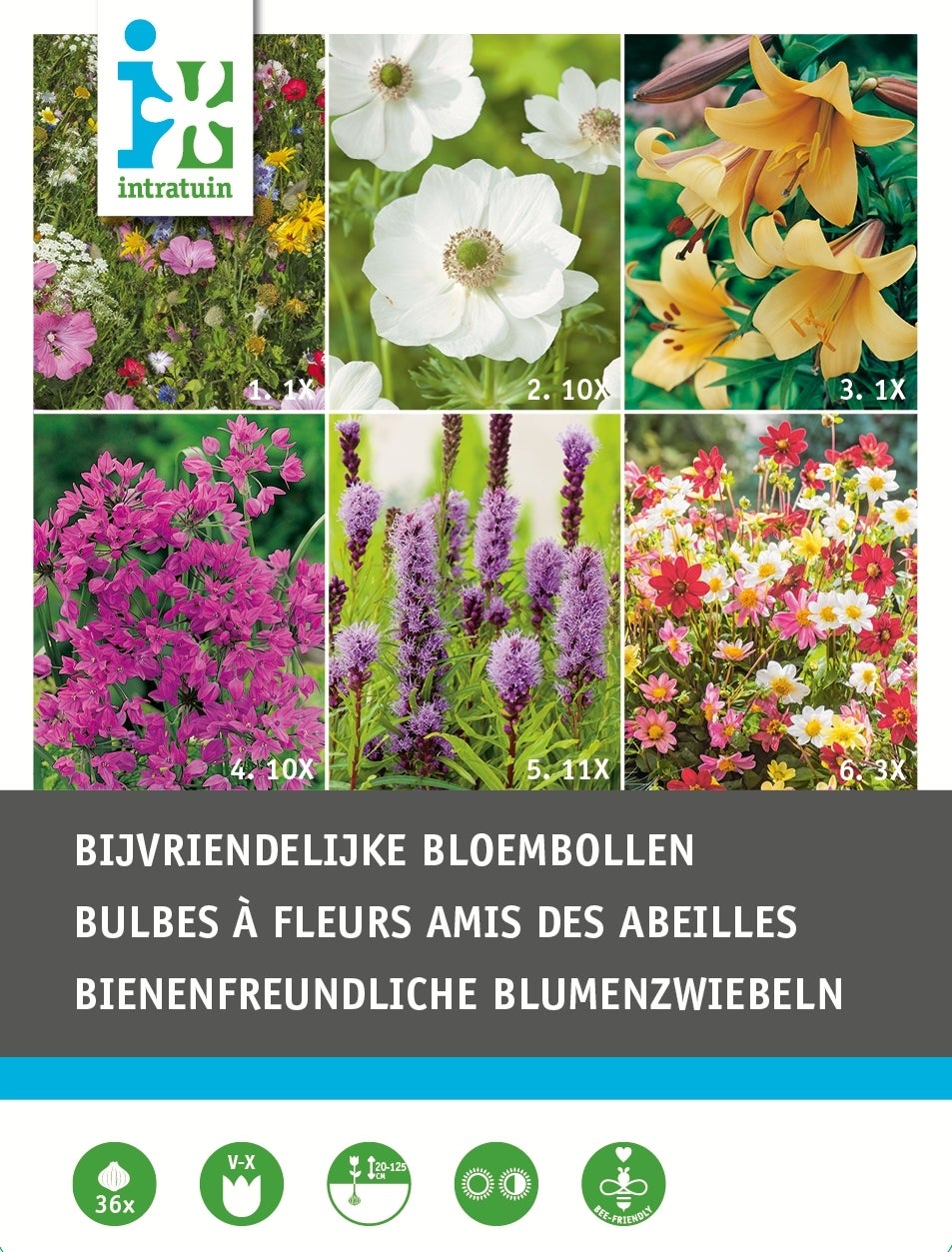 Intratuin bloembollen bijen vriendelijk 36 stuks
