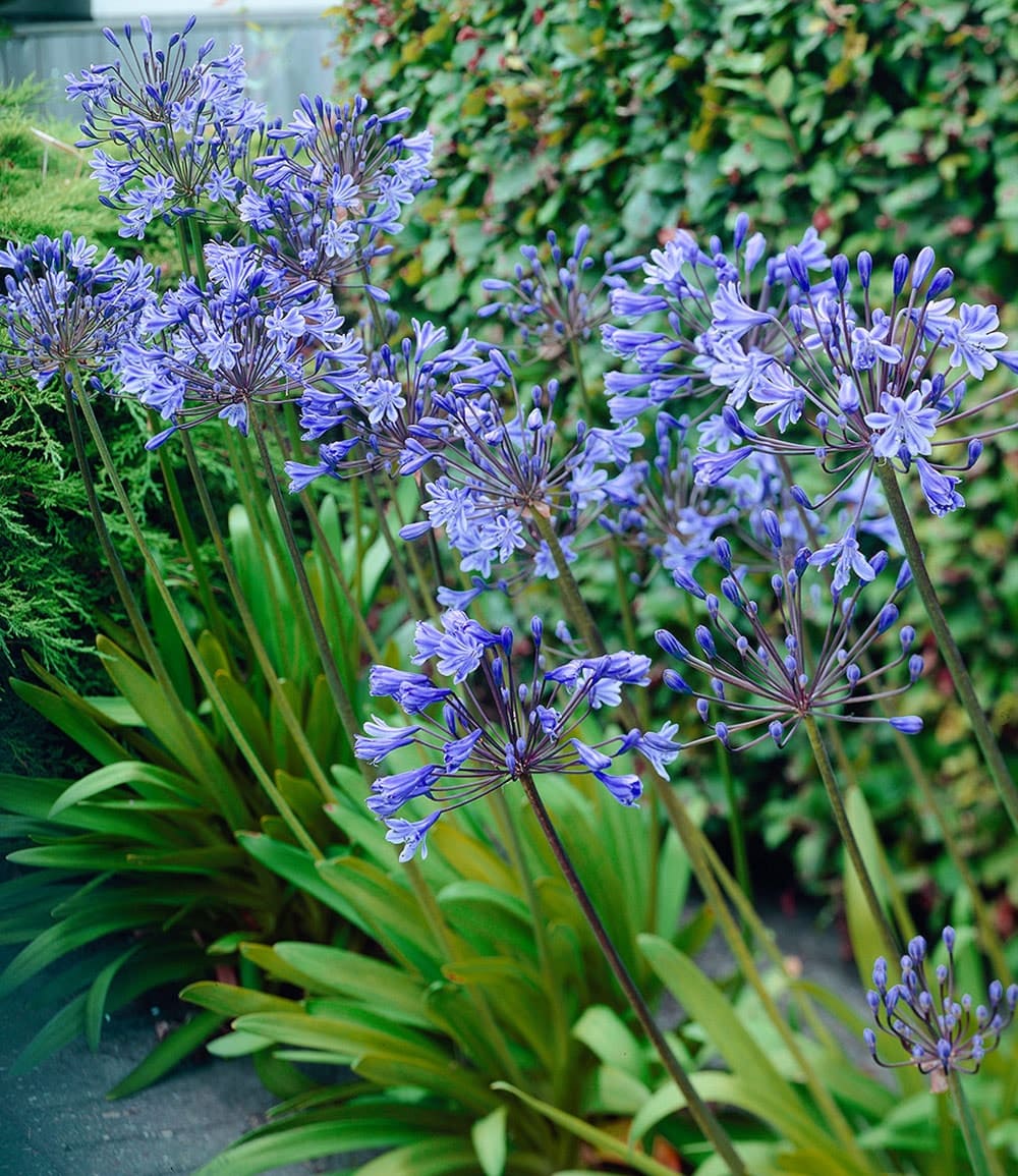 Agapanthus 'Blue'