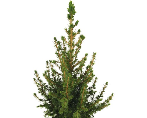 Suikerbroodspar H 30-40 cm CO 2 L Mini kerstboom geschikt om te planten