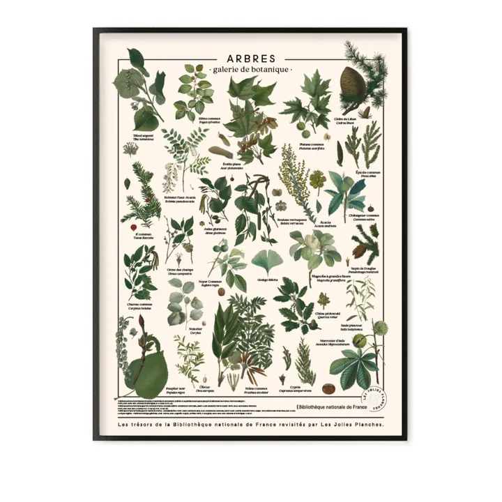 Les Jolies Planches Planche les trésors de la Bibliothèque Nationale Arbres 60x80 cm