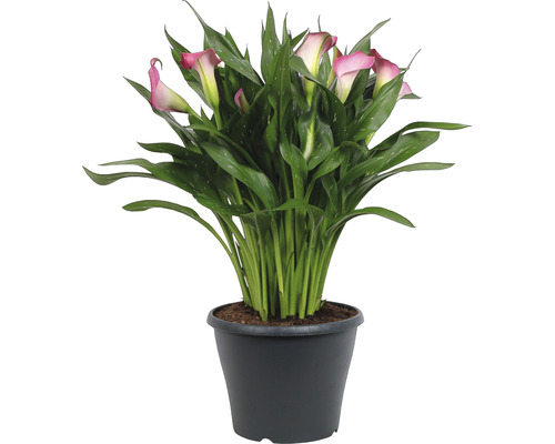 Calla, Zantedeschia MIX FloraSelf H 30-45 cm Ø 23 cm pot diverse soorten