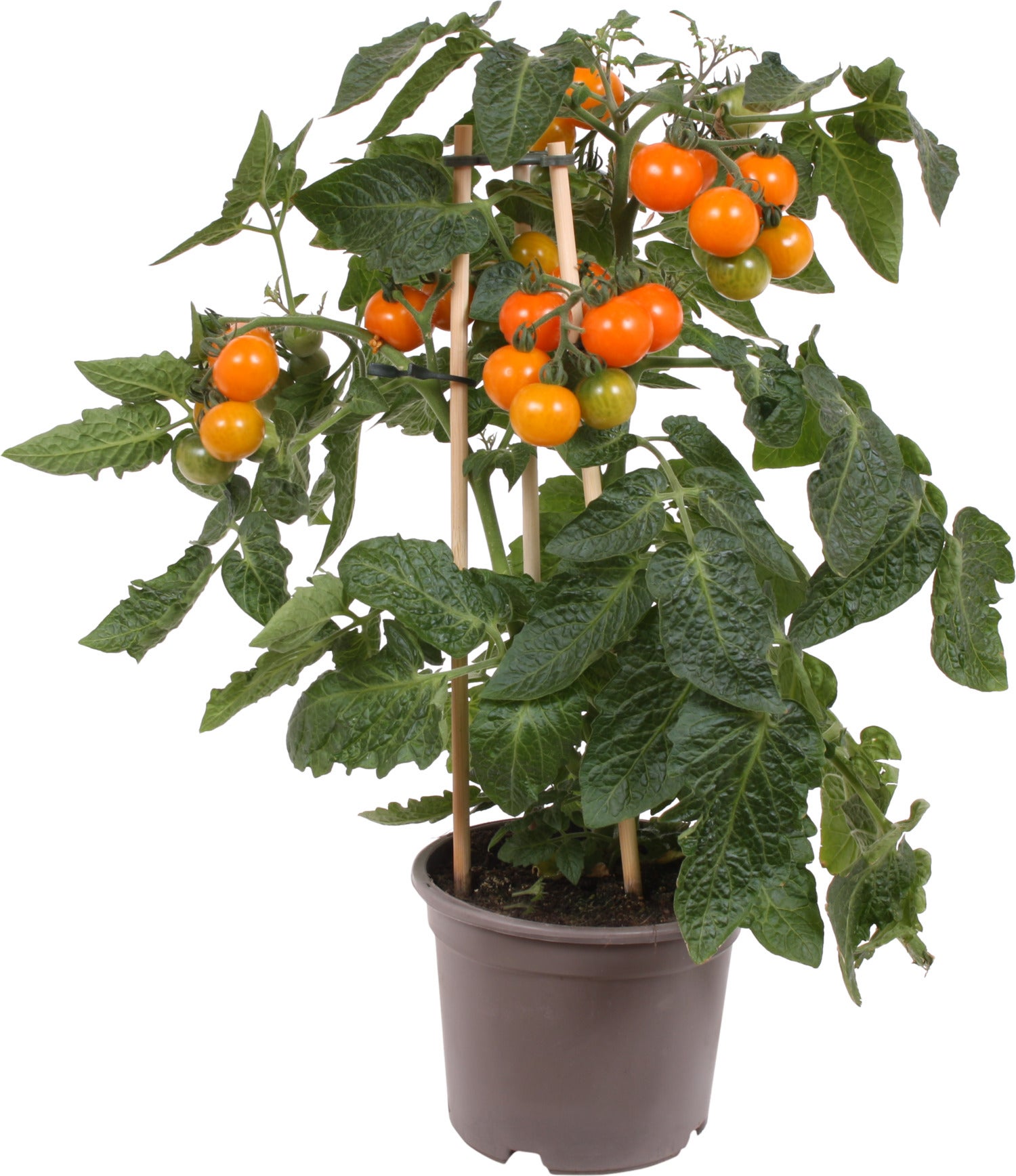 Pick-&-Joy Pluktomaatje oranje (Solanum lycopersicum) D 14 H 40 cm