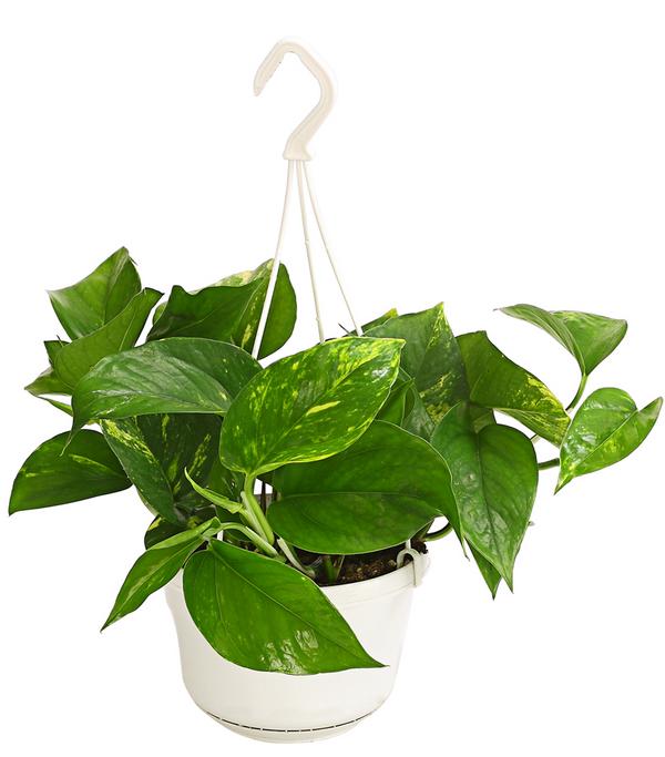 Efeutute - Epipremnum aureum 'Torro', Ampel