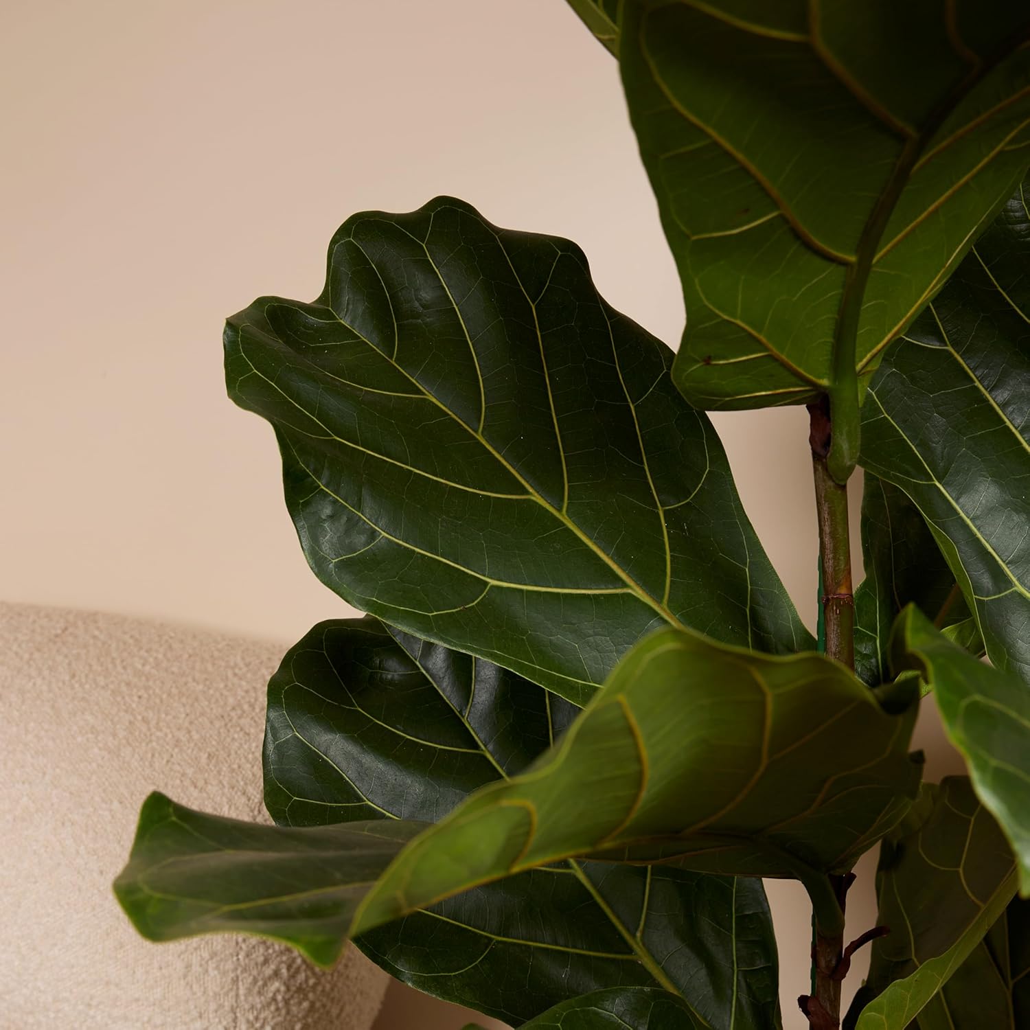 Bloomique - Ficus Lyrata - Geigenblatt - XXL Zimmerpflanzen - Luftreinigend - Pflegeleicht - 140-160 cm hoch - 30 cm Topf