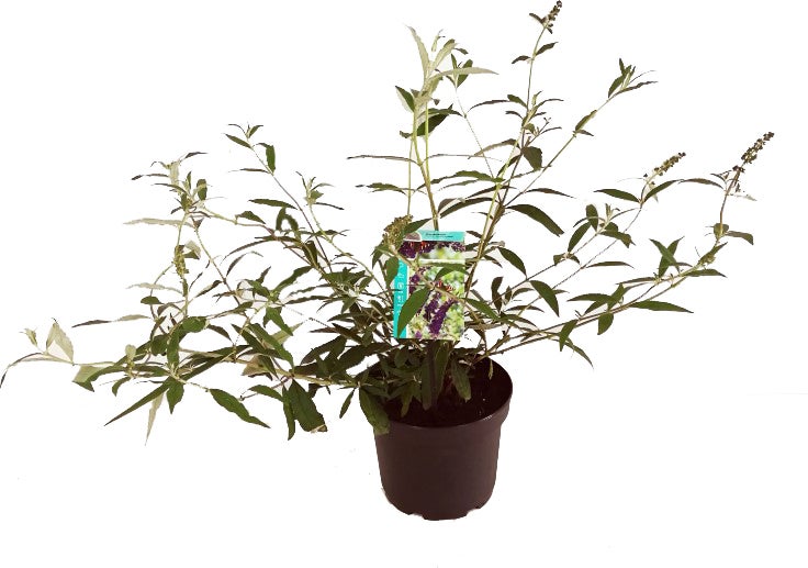 Vlinderstruik (Buddleja davidii 'Black Knight') D 24 H 40 cm