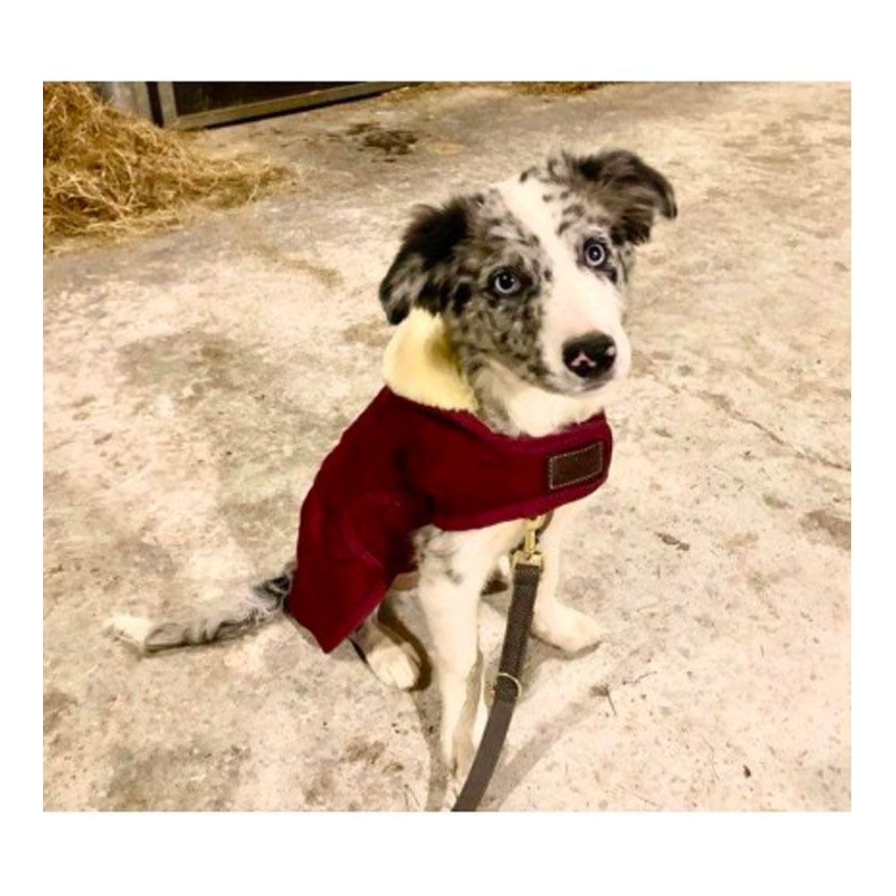Kentucky 52127 - Chemise polaire pour chien bordeaux
