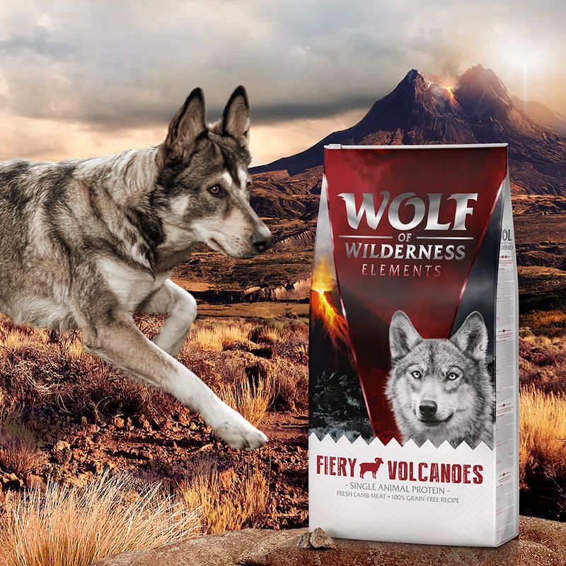 Wolf of Wilderness Fiery Volcanoes, agneau