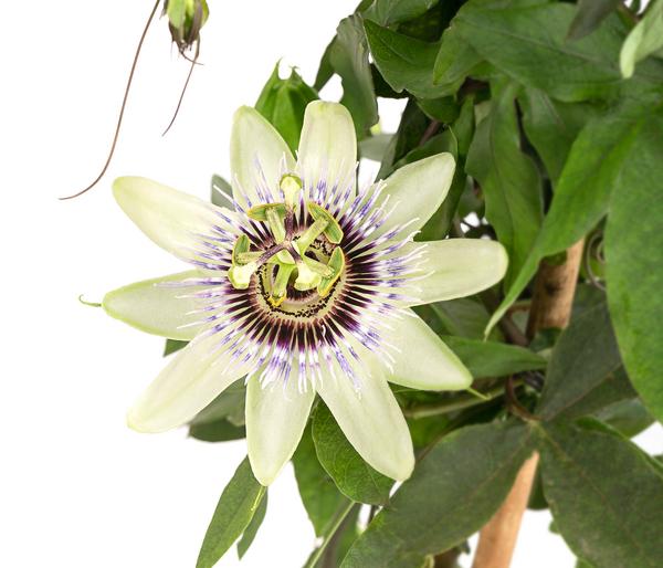 Passionsblume, Pyramide, verschiedene Sorten