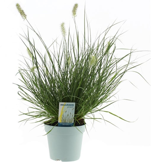 Lampenpoetsersgras (Pennisetum alopecuroides 'Little Hameln') D 17 H 60 cm