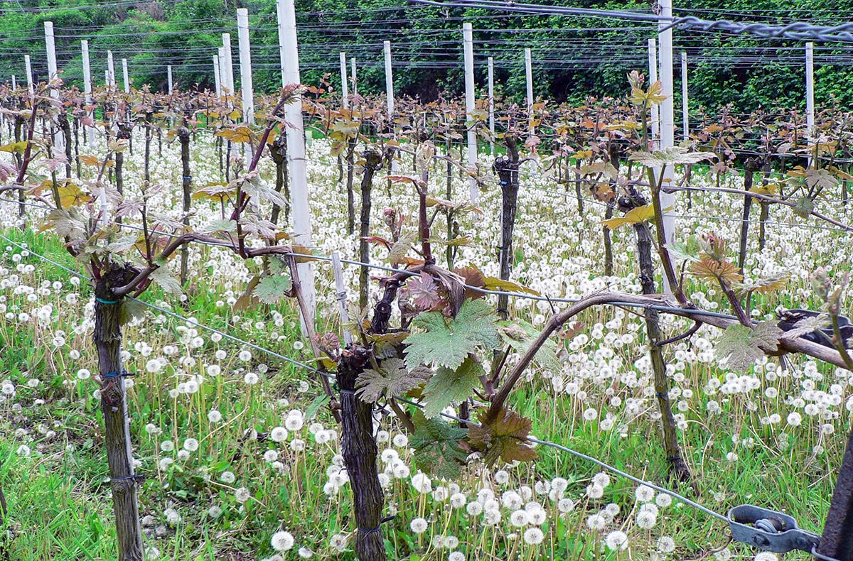 Weißweinwanderung Schriesheim
