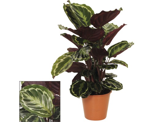 Calathea 'Medallion' (FloraSelf) H 40-60 cm Ø 19 cm pot