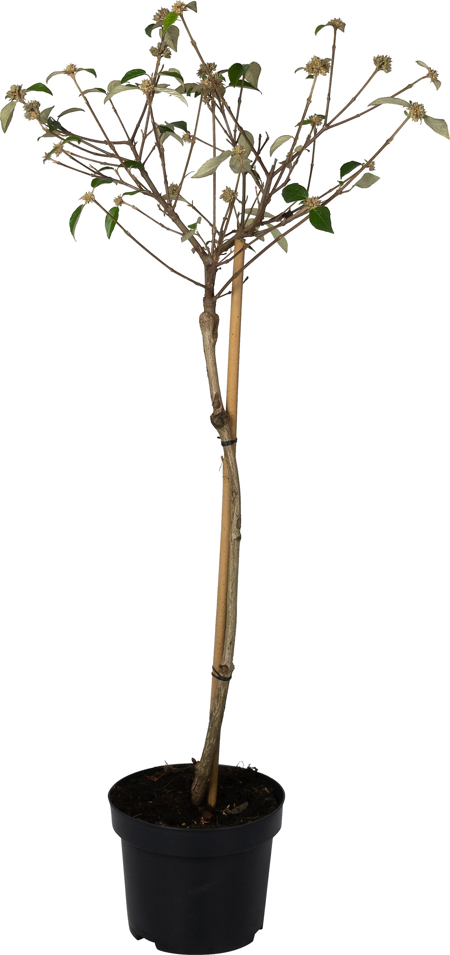 Sneeuwbal (Viburnum 'Eskimo') D 23 H 60 cm