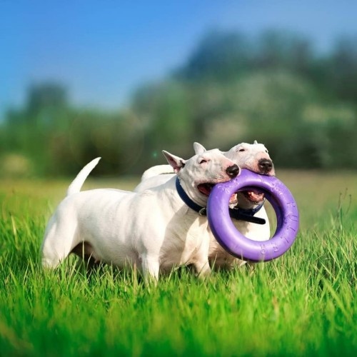 Anel de brinquedo dental Ferplast Puller Maxi roxo para cães