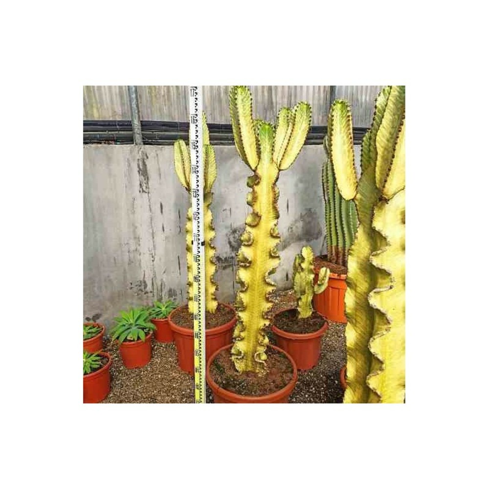 Euphorbia ingens 'marmorata' taille pot de 40 litres - 130/150 cm