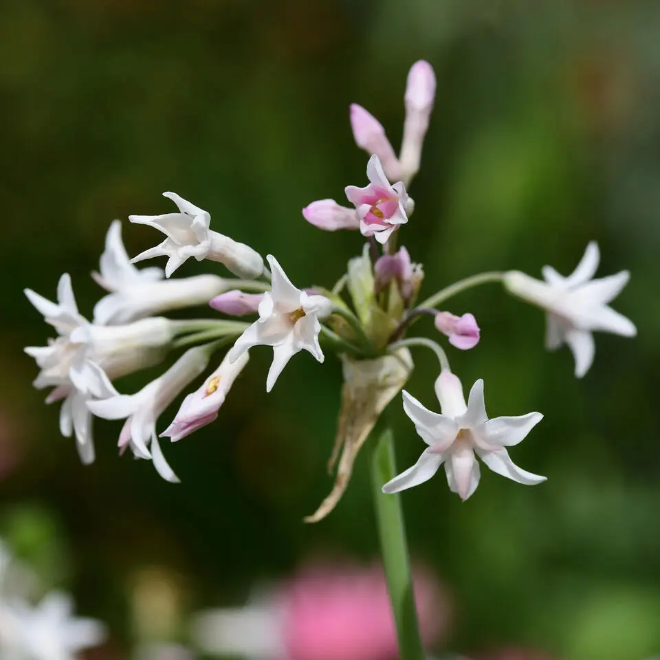 Kaapse knoflook - Set van 3 - Tulbaghia violacea - Hoogte 15-25cm - ⌀9cm