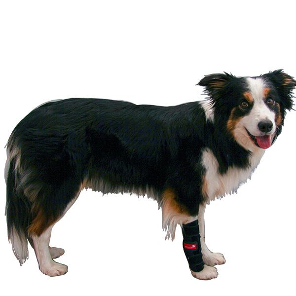 Karpalbandage Neopren bei Durchtritt, Gelenkinstabilität, Arthrose Hoch