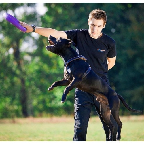 Brinquedo de aro Ferplast Puller Standard roxo para cães