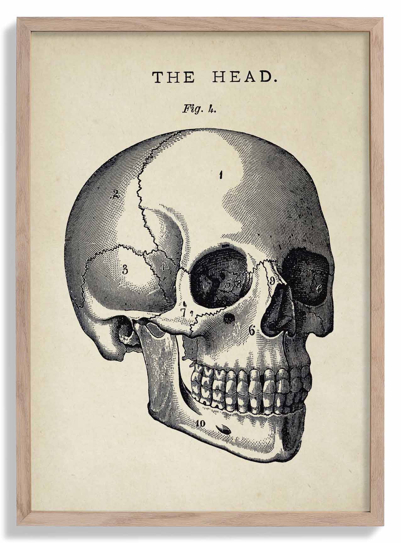Antiker Totenkopf