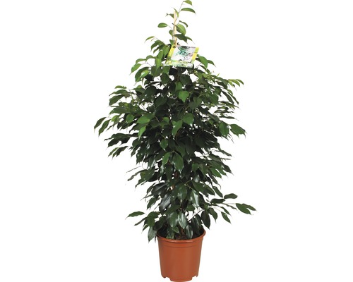 Ficus benjamina 'Danielle' (FloraSelf) H 110 cm Ø 21 cm pot