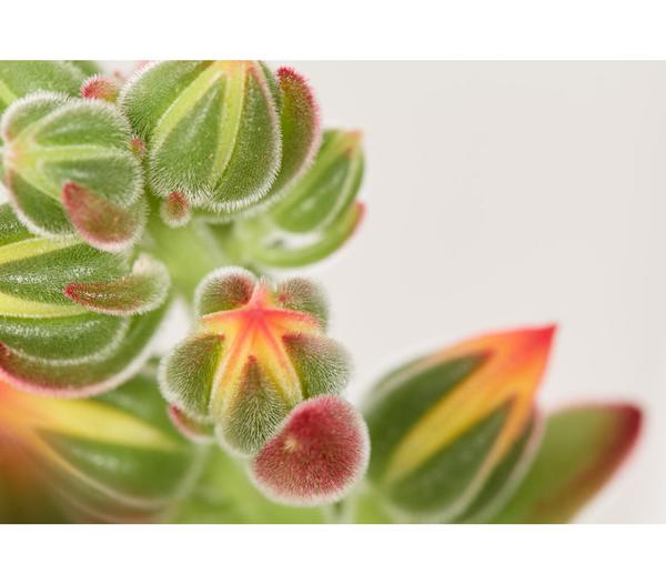 Echeverie - Echeveria pulvinata 'Pulvinata'