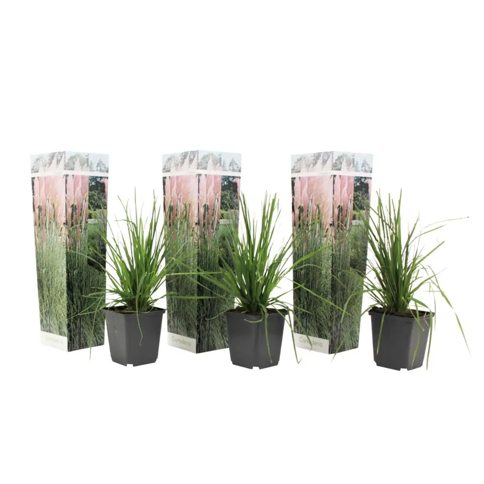 Pampasgras - Set van 3 - Cortaderia selloana - Hoogte 25-40cm - ⌀9cm