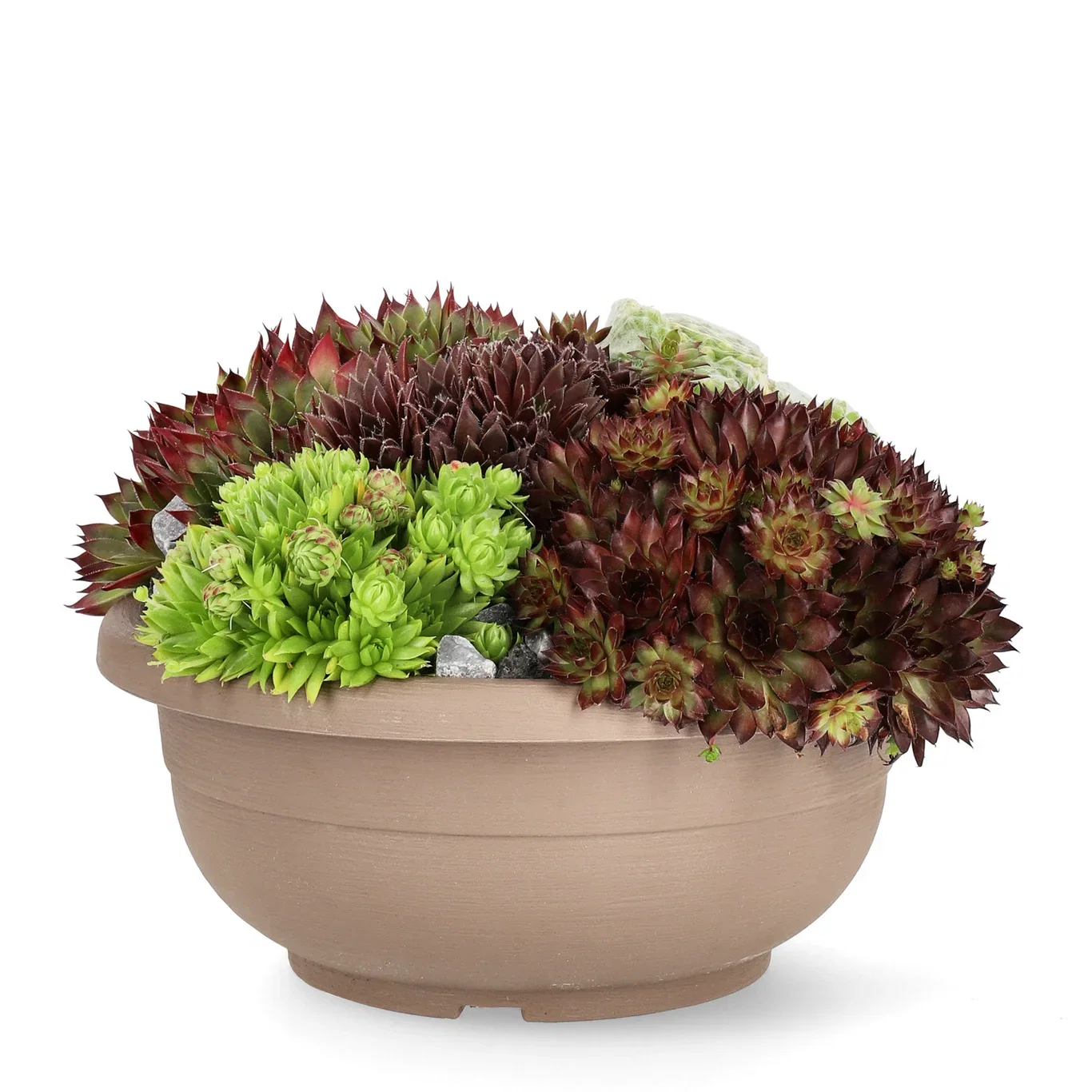 Sempervivum mix Takløk miks i skål Ø25 cm