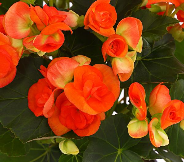 Elatior-Begonie - Begonia elatior